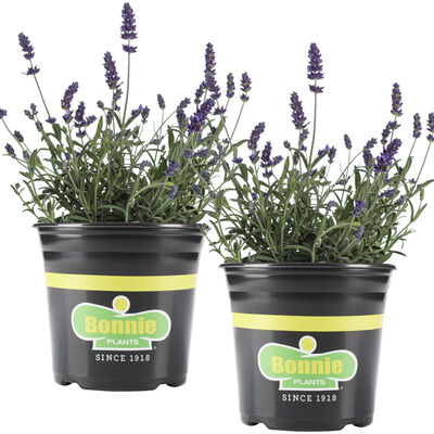 Bonnie Plants Lavender 2pack