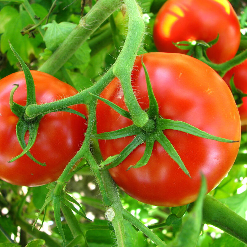 Bonnie Plants Big Boy Tomato 2pack image number null