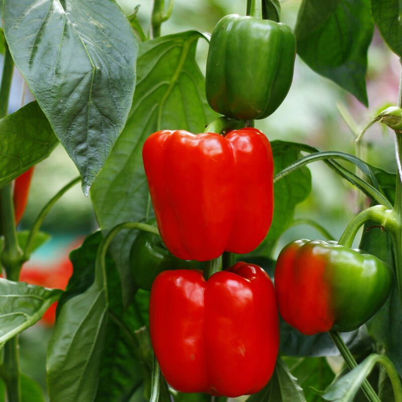 Bonnie Plants Red Bell Pepper 2pack image number null
