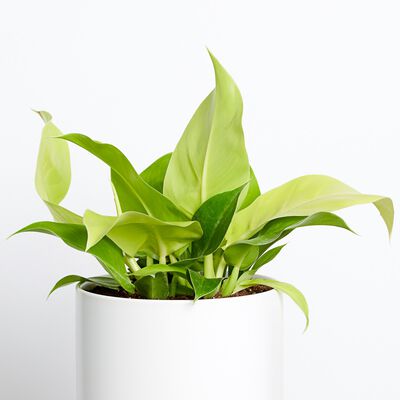 Moonlight Philodendron Plant