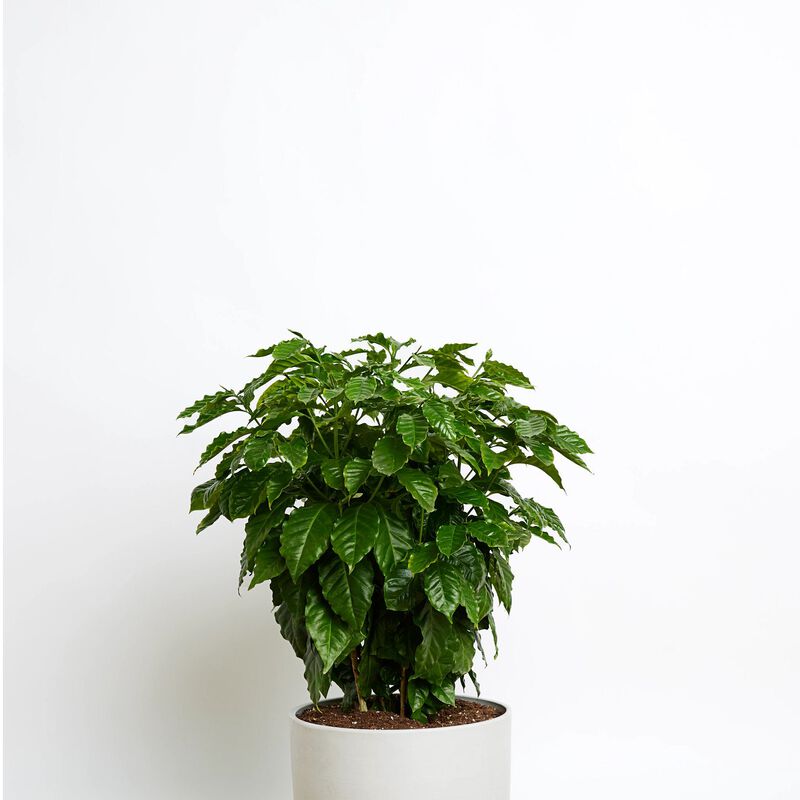 Coffee Plant image number null