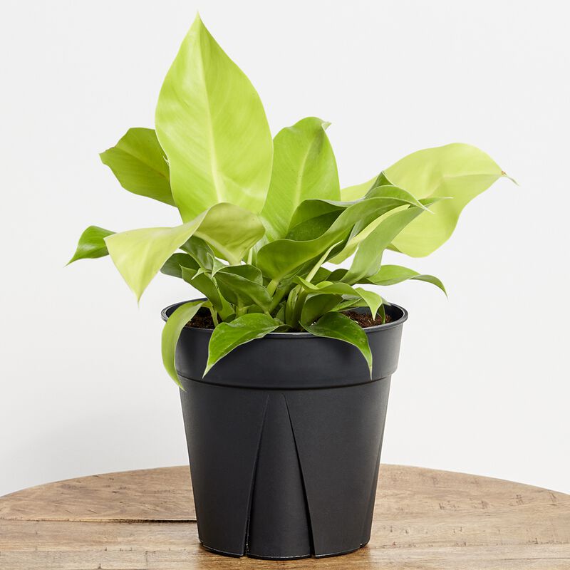 Moonlight Philodendron Plant 6" grower pot image number null