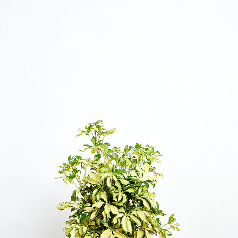 Schefflera Trinette Plant image number null