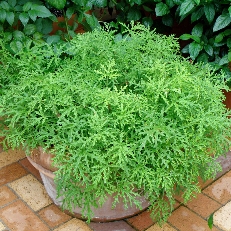 Bonnie Plants Citronella 1 gal image number null