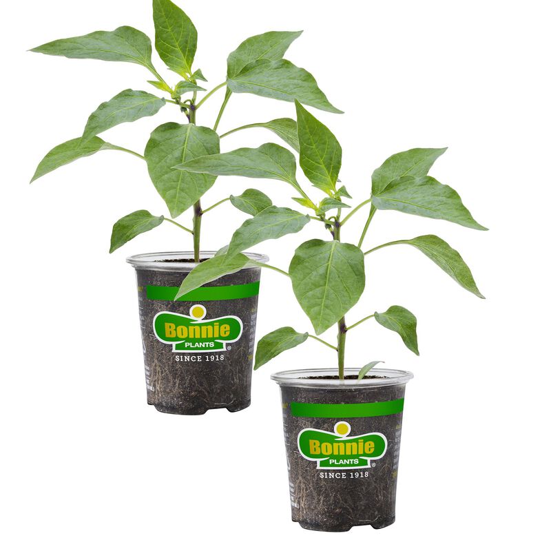Bonnie Plants Green Bell Pepper 2pack image number null