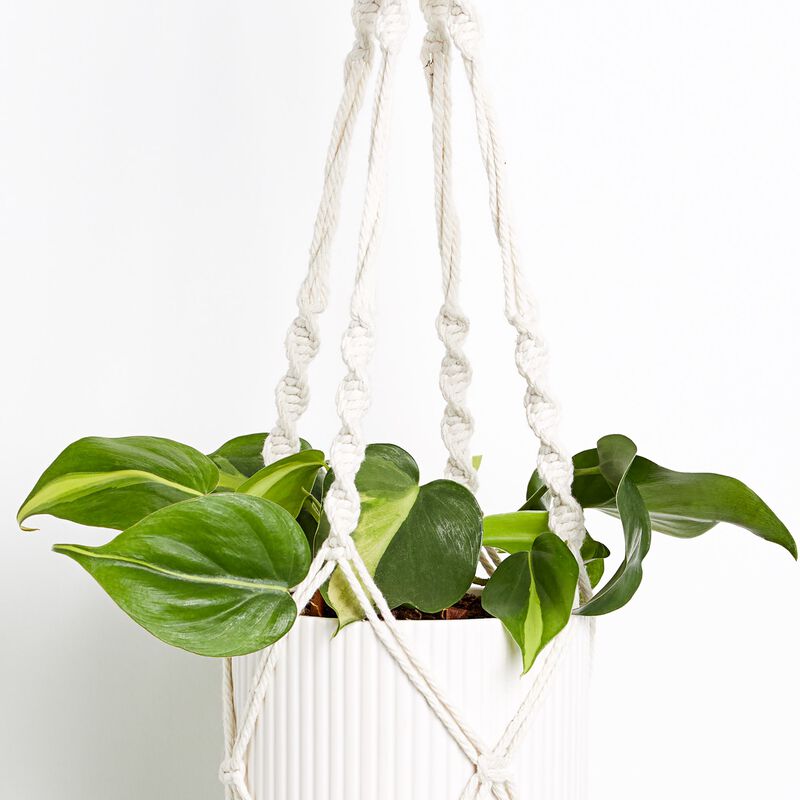 Lemon Lime Philodendron Plant image number null