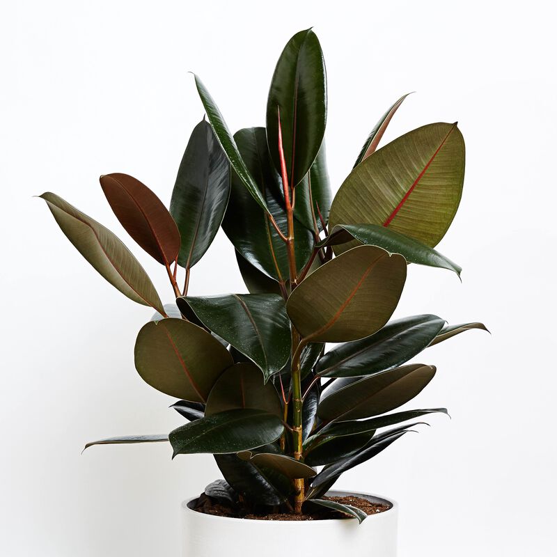 Rubber Plant image number null