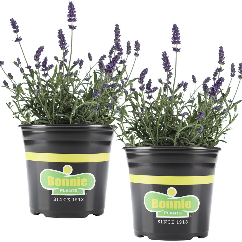 Bonnie Plants Lavender 2pack image number null