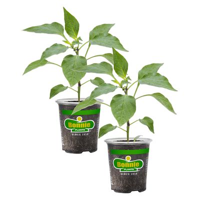Bonnie Plants Red Bell Pepper 2pack