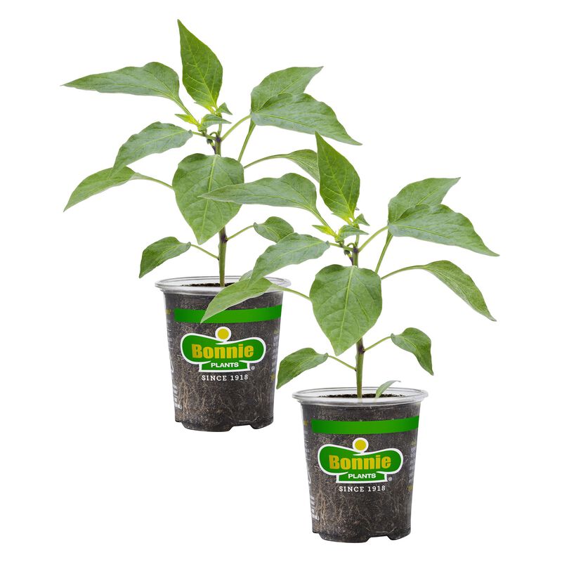 Bonnie Plants Red Bell Pepper 2pack image number null