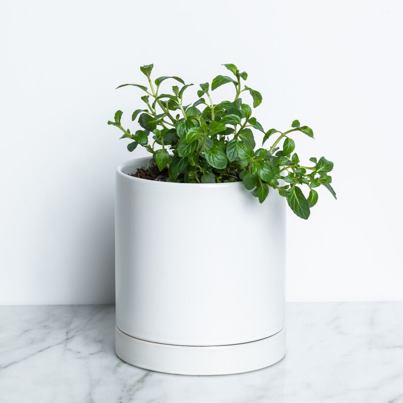 Mint Plant image number null